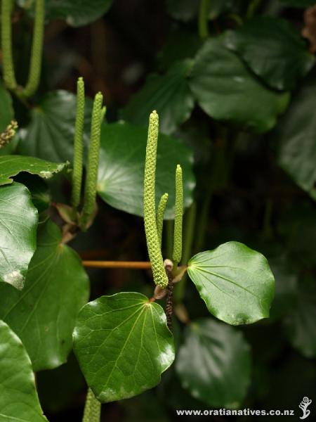 The male flower spikes were prominent on this plant, photographed 15.08.10.