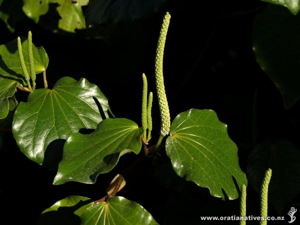 On 6.09.09 many of the male flower spikes were releasing pollen.