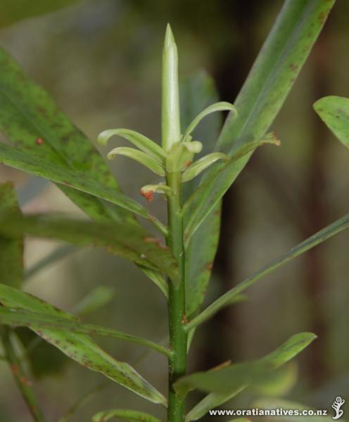 Myrsine salicina shooting out new growth.