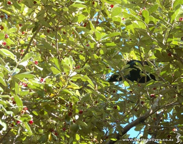 Tui in August flowering Karo. Karo provides nectar for Tui and other birds and in the autumn/winter the sticky black seeds in pods are also good bird food eg Tui and Kaka.