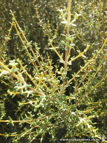 Olearia solandri in Christchurch April 2008