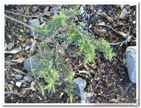 This form is from the Tinui taipos in the eastern Wairarapa.