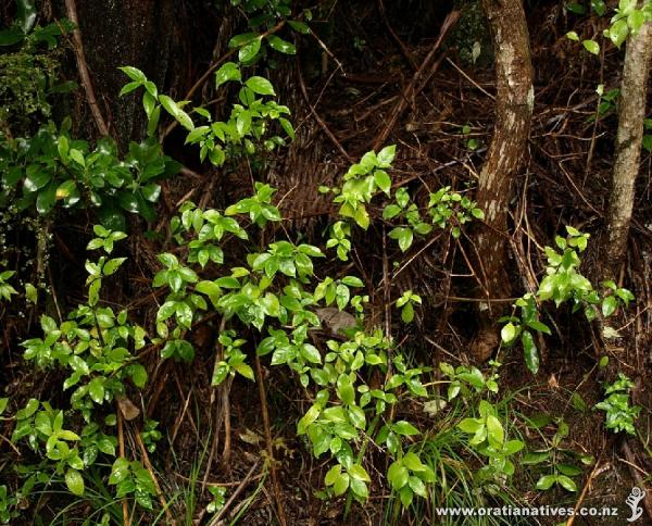 The lovely bright green foliage provides a backdrop throughout the bush.