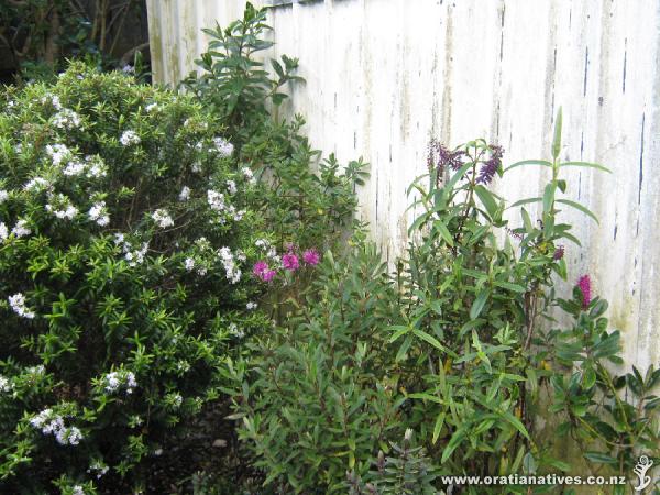 Hebe diosmifolia, Wiri Charm, latisepala, speciosa all flowering. Hebe First Light in foreground and Hebe Azure in background...both yet to flower.