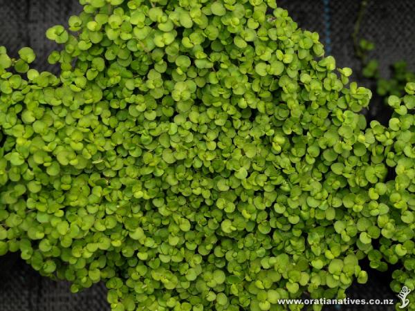 This lovely groundcover creeps beyond the confines of its planter bag.