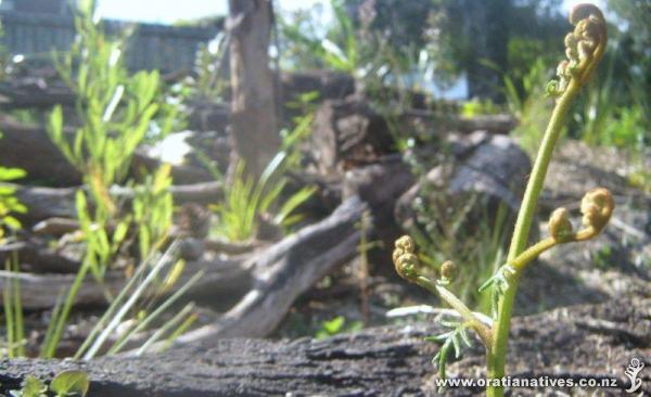 Spring growth of Bracken Fern against the backdrop of winter�s restoration work in Unsworth Reserve.