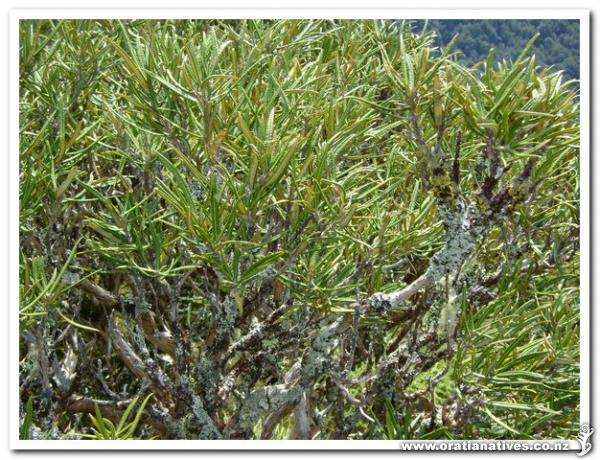 Growing on Mt Arthur Kahurangi NP