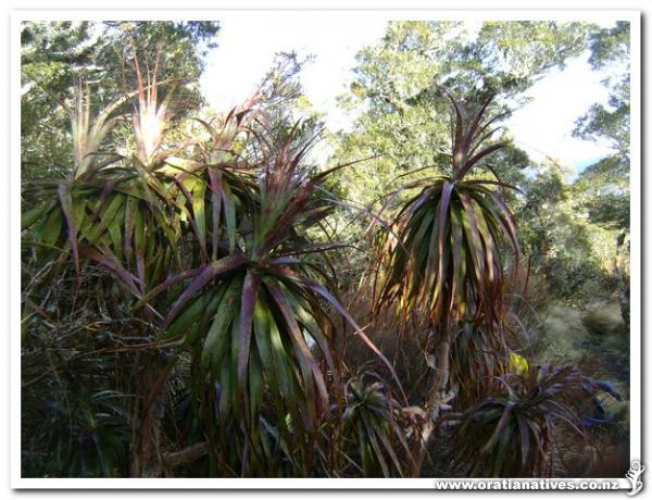 Mt Arthur Kahurangi NP