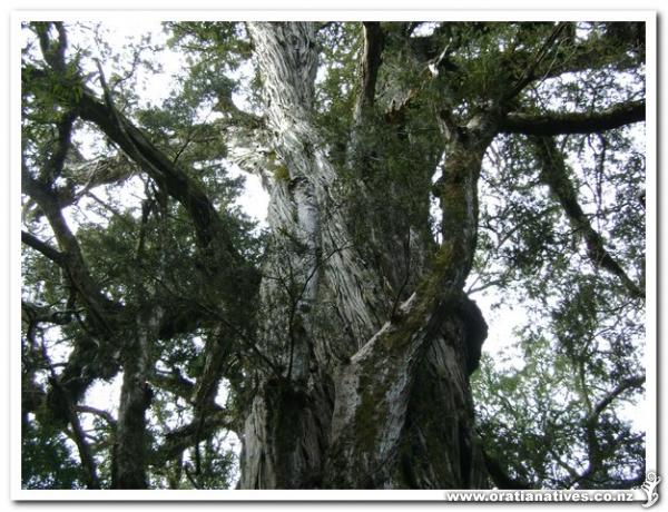 An absolutely massive specimen in the Pelorus Scenic Reserve Marlborough.