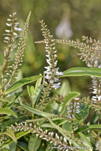 Flower spike