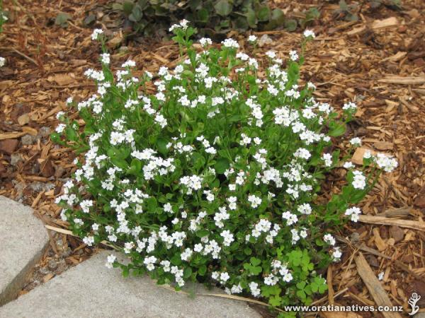 Waitakere Forget-Me-Not