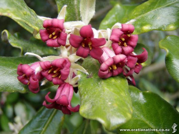 Pittosporum crassifolium flowers on Oakley Creek, Auckland