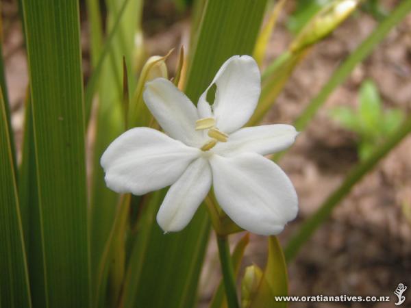 Libertia ixioides flower, Oakley Creek, Auckland