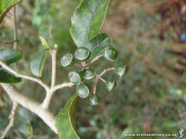 Carpodetus serratus seeds, on Oakley Creek, Auckland