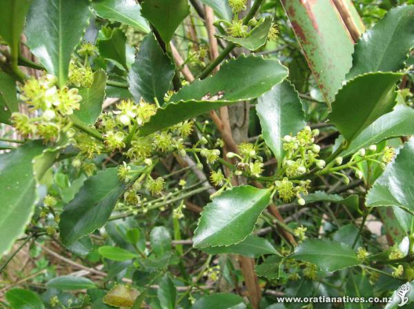 Laurelia novae-zelandiae flowers, Oakley Creek, Aucklnad