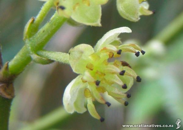 Laurelia novae-zelandiae flower, Oakley Creek, Auckland