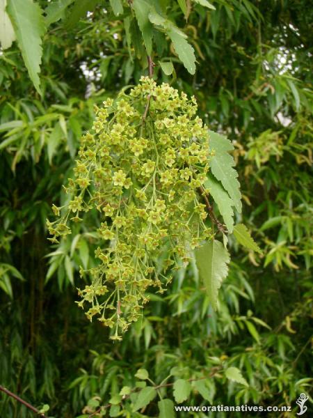 Plagianthus regius in flower, Oakley Creek, Auckland