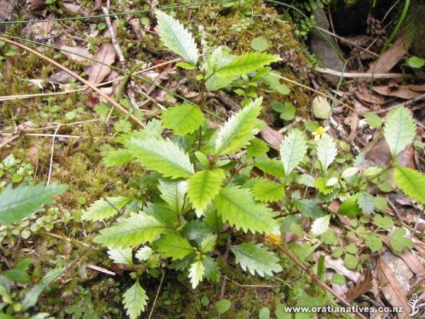 Weinmannia racemosa, Te Urewera.