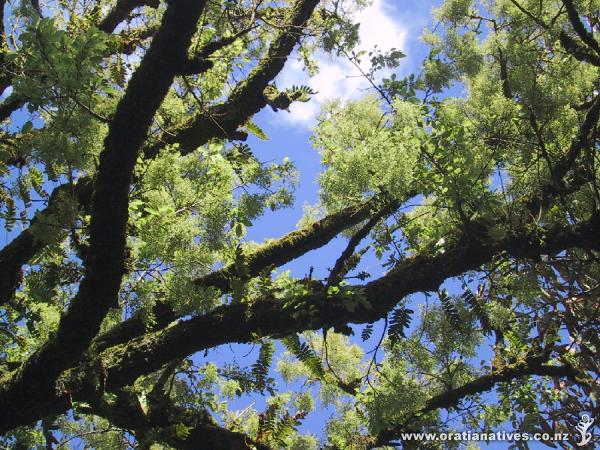 Plagianthus regius, here in Cornwall, UK,a fantastic tree