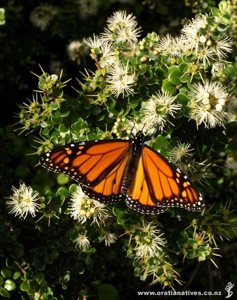 For several weeks this rata surrounding our letter box has been a magnet for both monarch butterflies and bumble bees. When I took this photo I was able to count up to 7 monarchs at a time.