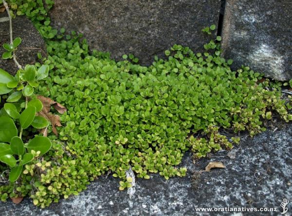This attractive groundcover is happy colonising even hostile habitats.