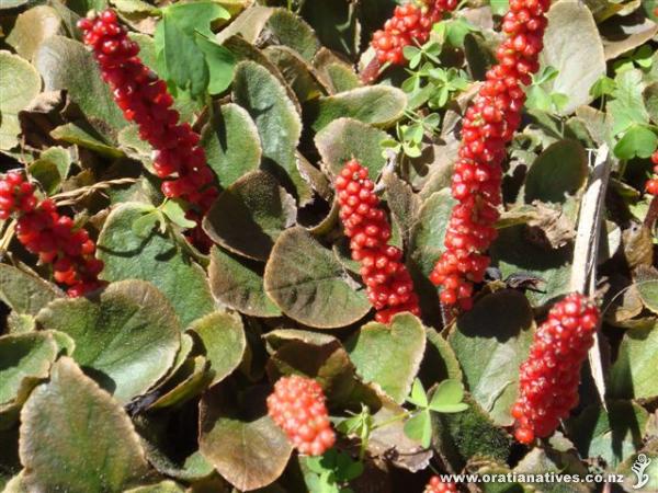 Loverly ground cover when in full display such as this specimen - again at RMBG in Melbourne..GH