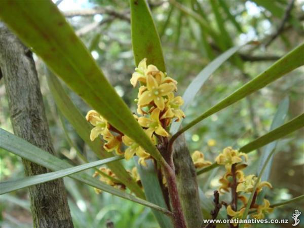 Possibly one of my fav NZ trees for a couple of reasons - its mature form and its sweet flowers. Great bird attracting and landscape plant. AT RMBG Melbourne..GH