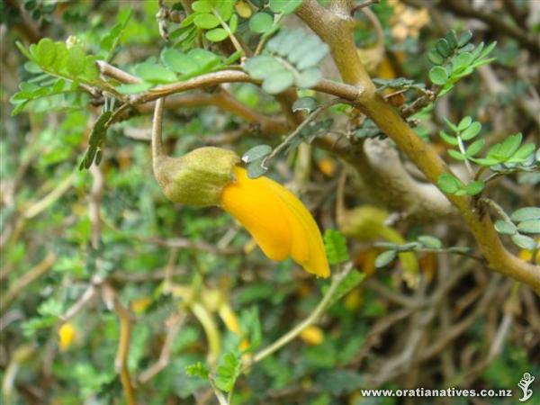 There's a couple of these 'mature' plants in RMBG Melbourne. Provides superb protection for small birds such as Silver Eyes, Fairy Wrens and small honey eaters.