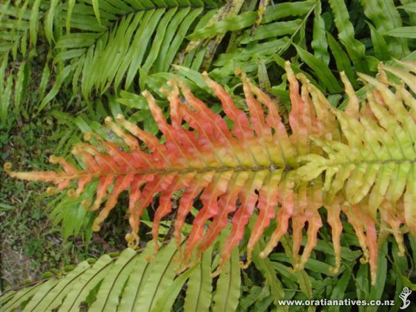 Gorgeous colours - @ Long Bay Park, late Dec '10