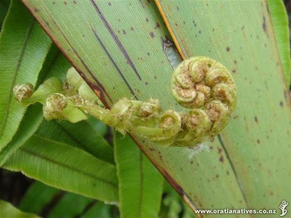 ..unwinding at Long Bay Park, Dec '10..