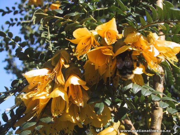 Sophora microphylla in Bath, South-England
