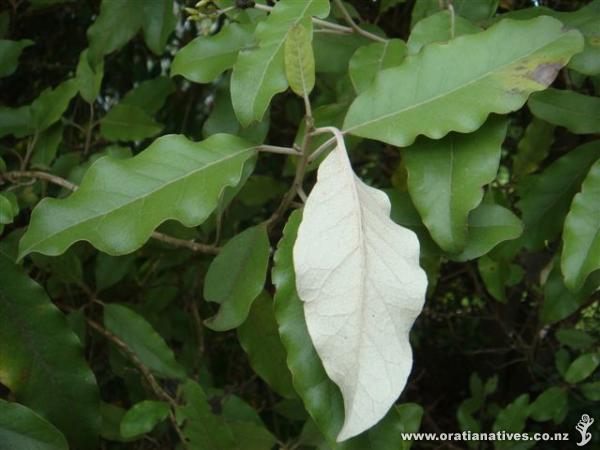 Long Bay Park Dec '10 - great plant.