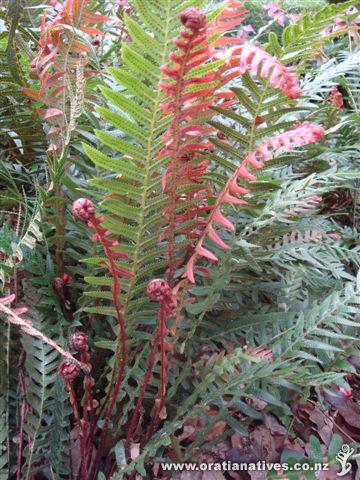 Stunning new growth colours at RMBG Melbourne..GH