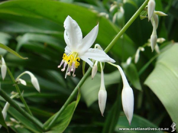 ..popular plant throughout RMBG.