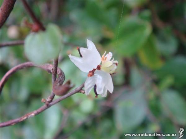 ..interesting comments about the species, but at close up there are worthy flower/fruit features.