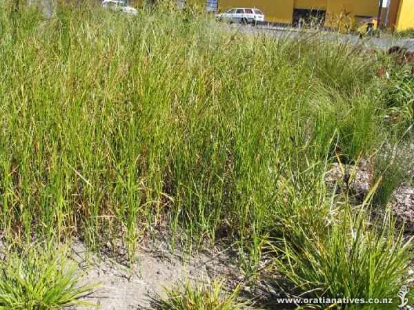 A well established plot of Buloschoenus caldwellii at the Red Cross 