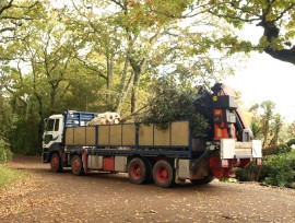 Pohutukawa on the move