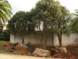 Pohutukawa in their new home
