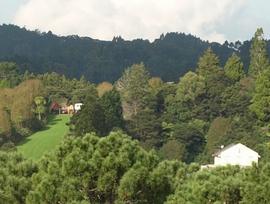 Pohutukawa in their new home